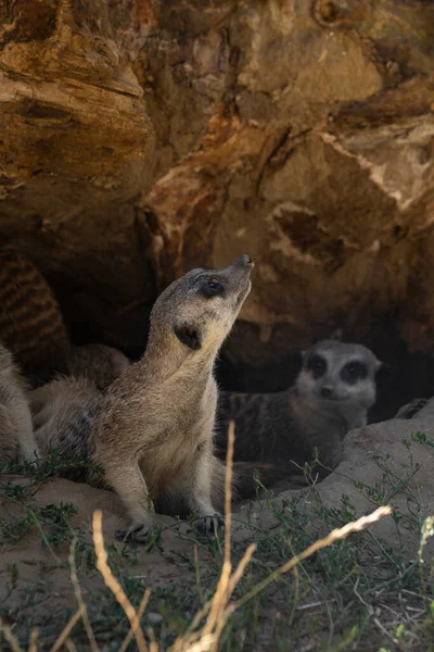 Meerkat Suricata Suricatta Surikat Vilda Djur Och Växter — Stockfoto