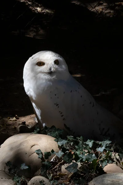 White Owl Zoo — Stock Photo, Image