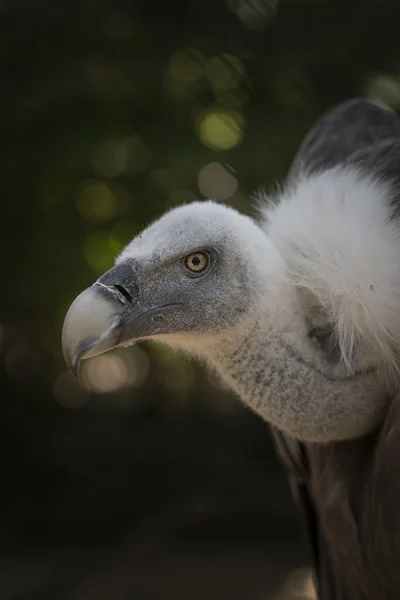 Close Van Een Vogel — Stockfoto