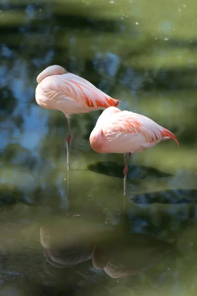 Flamant Rose Phoenicopterus Ruber Mise Point Sélective — Photo