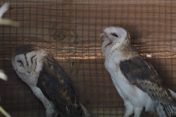 Tutup Dari Burung Hantu Putih — Stok Foto