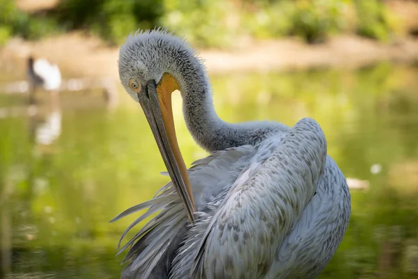 Pelícano Blanco Zoológico — Foto de Stock