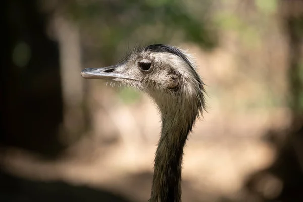 Ostrich Head Portrait Profile View — Stock Photo, Image