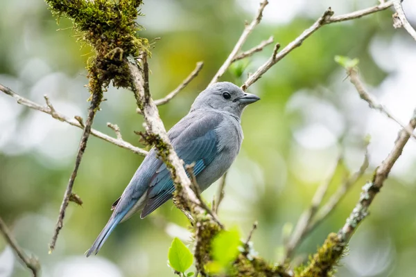 セリンハ生態保護区 リオデジャネイロ ブラジルの緑の風景上の美しい灰色の熱帯鳥 — ストック写真