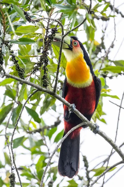 Beautiful red, black and yellow colorful tropical bird feeding on small fruits on green vegetation in Serrinha Ecological Reserve, Rio de Janeiro, Brazil