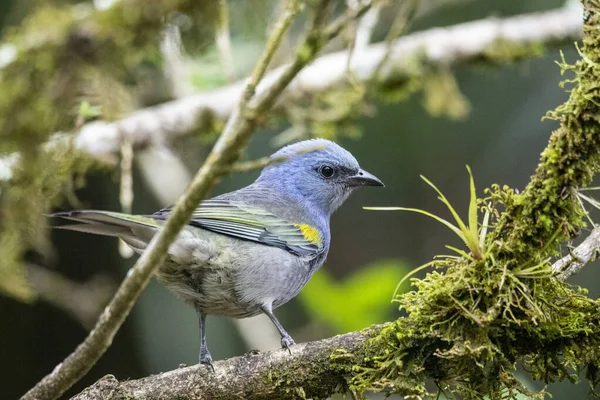 Serrinha生態保護区 リオデジャネイロ ブラジルの緑の風景の上に美しい青と黄色のカラフルな熱帯鳥 — ストック写真