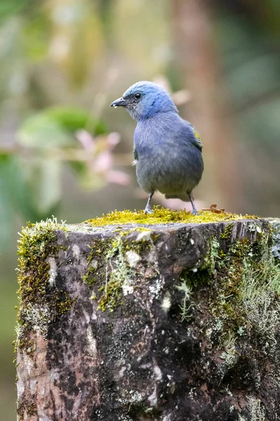 Serrinha生態保護区 リオデジャネイロ ブラジルの緑の風景の上に美しい青と黄色のカラフルな熱帯鳥 — ストック写真