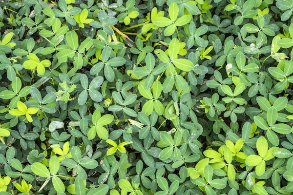 Beautiful detail and texture of green ground vegetation in the rainforest, Serrinha Ecological Reserve, Rio de Janeiro, Brazil