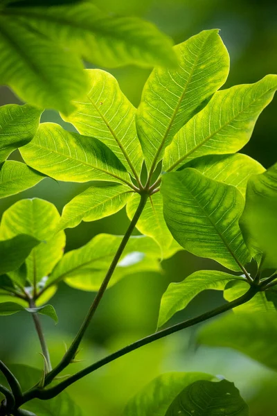 Piękny Detal Zielonego Liścia Drzewa Lesie Deszczowym Rezerwacie Ekologicznym Serrinha — Zdjęcie stockowe