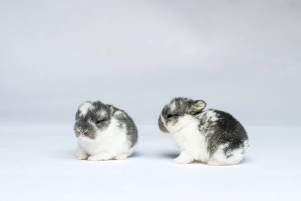 Karda Beyaz Tavşan — Stok fotoğraf