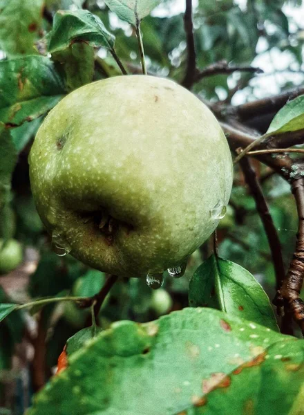 Green Apples Tree — Stock Photo, Image