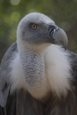 Beyaz kuyruklu kartalın yakın çekimi