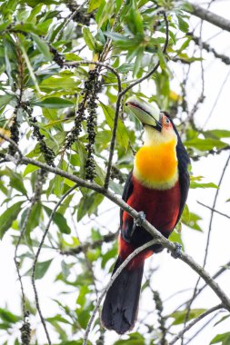 Güzel kırmızı, siyah ve sarı renkli tropikal kuş Brezilya 'nın Rio de Janeiro kentindeki Serrinha Ekolojik Rezervi' nde küçük meyvelerle besleniyor.
