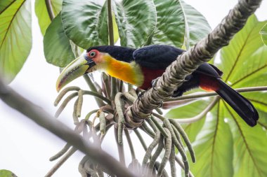 Güzel kırmızı, siyah ve sarı renkli tropikal kuş yeşil bitki örtüsü üzerinde Serrinha Ekolojik Rezervi, Rio de Janeiro, Brezilya
