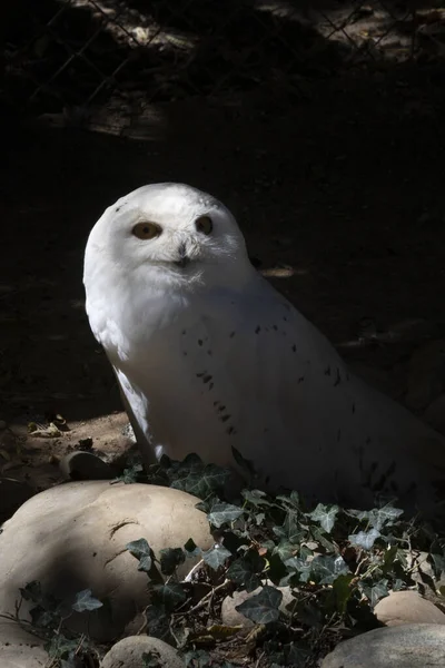 Gufo Bianco Allo Zoo — Foto Stock