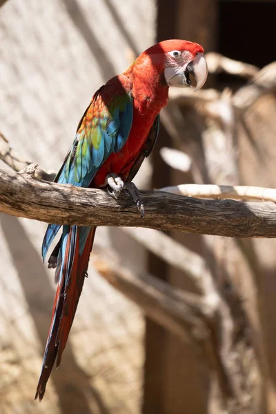 Primer Plano Hermoso Pájaro —  Fotos de Stock