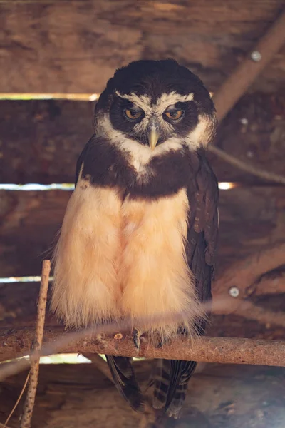 Owl Tree — Stock Photo, Image