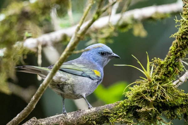 Bellissimo Uccello Tropicale Colorato Blu Giallo Sul Paesaggio Verde Nella — Foto Stock