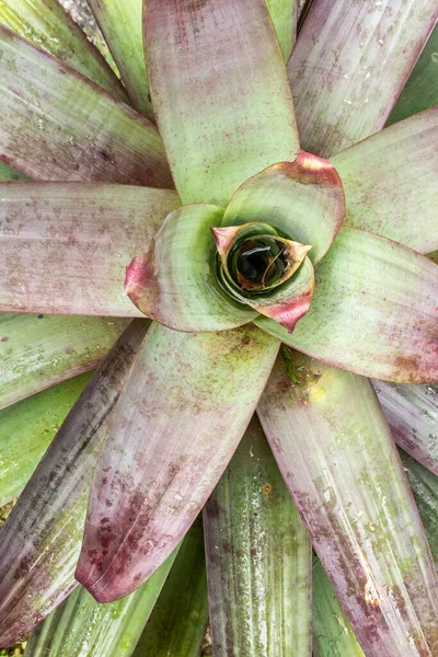 Yağmur Ormanlarındaki Yeşil Bromeliad Bitkilerinin Güzel Detayları Serrinha Ekolojik Rezervi — Stok fotoğraf