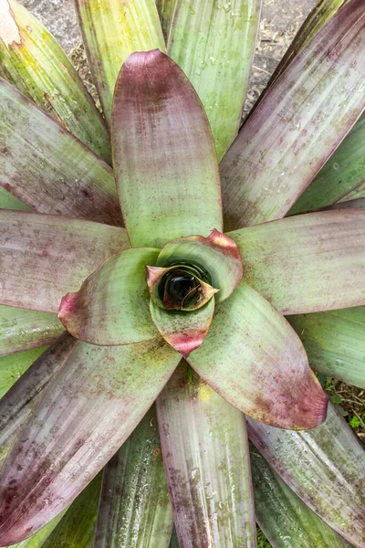 Schöne Details Grüner Bromelien Regenwald Serrinha Ecological Reserve Rio Janeiro — Stockfoto