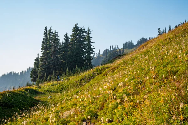 Dennen Groeien Bergen Natuur Reizen — Stockfoto