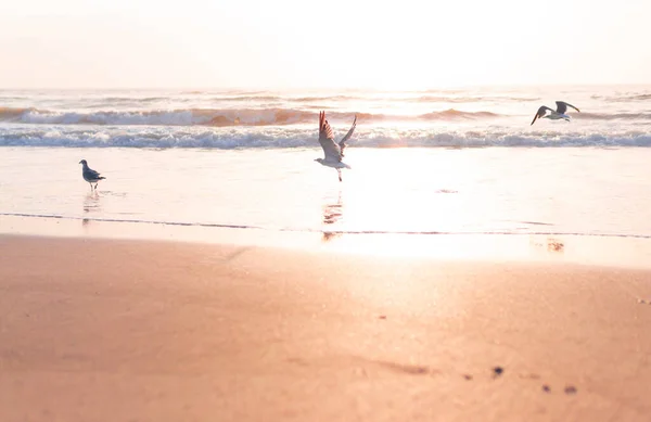 Чайки Літають Захід Сонця Піщаному Океані Пляжі — стокове фото