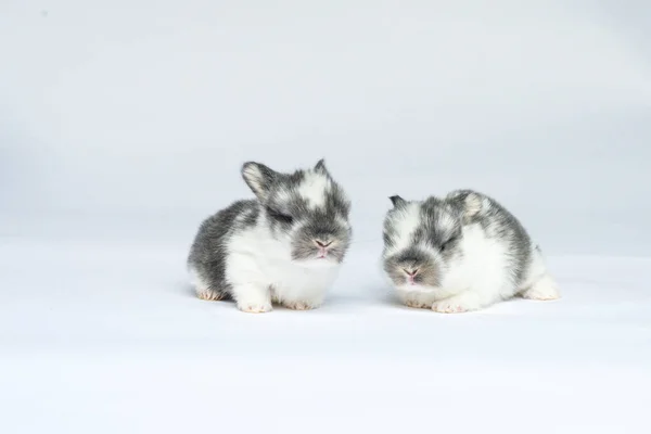 Gri Arka Planda Sevimli Küçük Tavşanlar — Stok fotoğraf