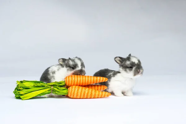 Beyaz Arka Planda Oyuncak Faresi Olan Sepetteki Küçük Sevimli Tavşan — Stok fotoğraf