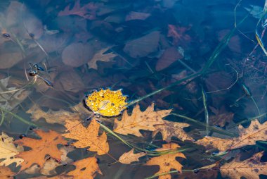Ormanda sonbahar yaprakları, doğa konsepti.