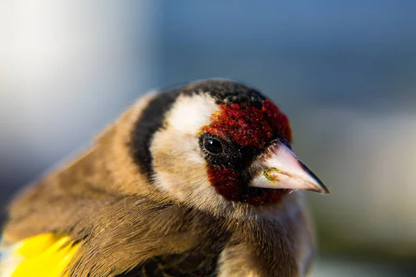 Portrait Gros Plan Oiseau Mignon Mise Point Sélective — Photo