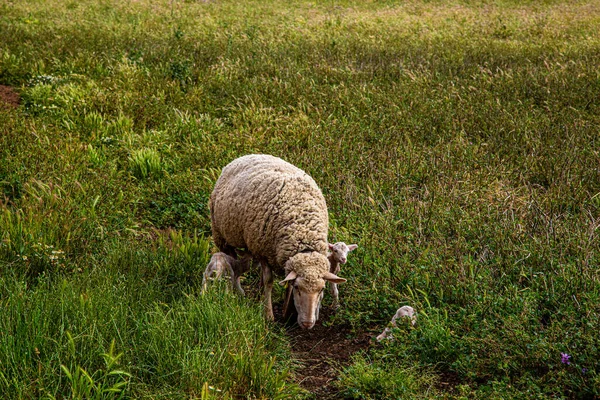 Herd Sheep Grazing Meadow Green Grass — стоковое фото