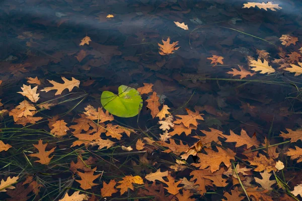 Folhas Outono Floresta Fundo Conceito Natureza — Fotografia de Stock