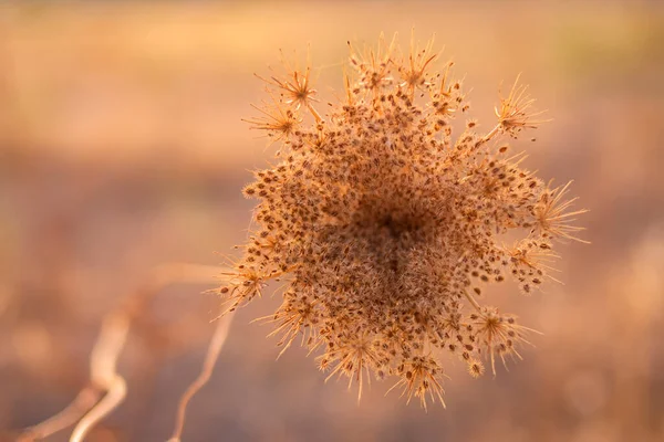 Primer Plano Una Extraña Planta Con Flores Sobre Fondo Borroso — Foto de Stock