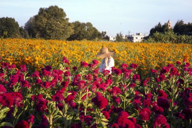 Genç kadın tarlada poz veriyor. 