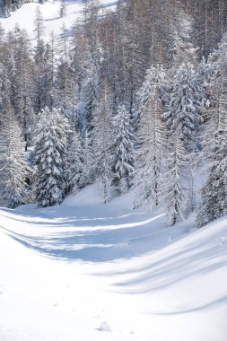 Dağlarda kış ormanı