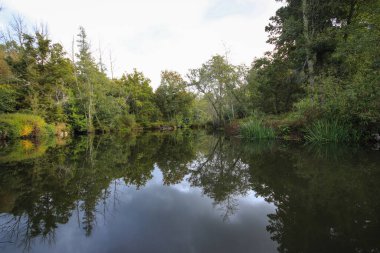 Ormandaki nehrin güzel manzarası