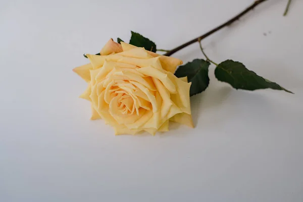 Rosas Bonitas Fundo Branco — Fotografia de Stock
