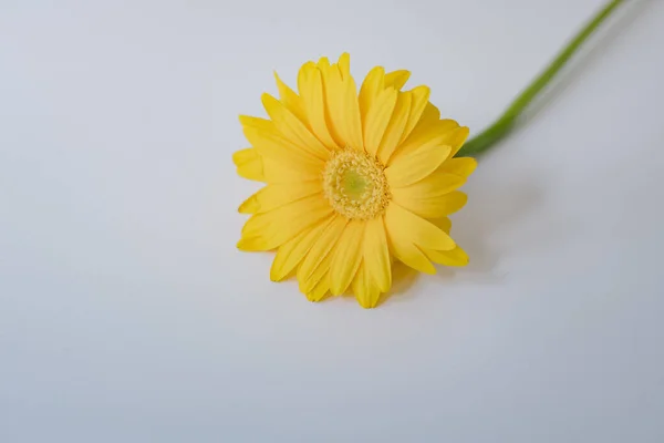 Yellow Daisy Flower White Background — Stock Photo, Image