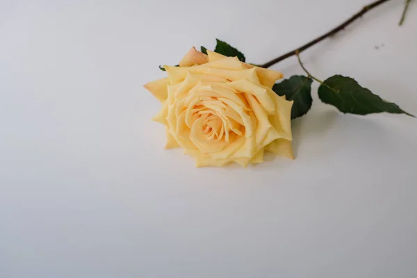 Rosas Bonitas Fundo Branco — Fotografia de Stock