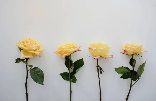 Rosas Bonitas Fundo Branco — Fotografia de Stock