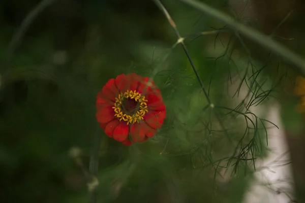 美丽的植物学照片 天然壁纸 — 图库照片