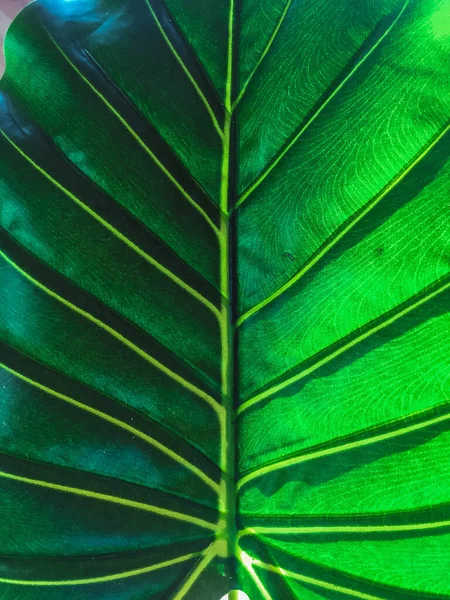 Zöld Levelek Textúra Háttér Közelről — Stock Fotó