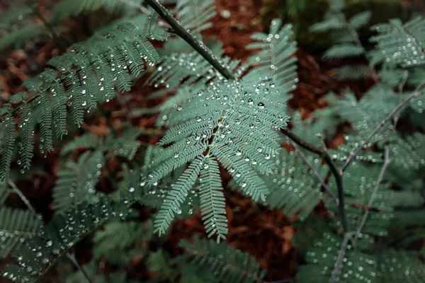 Gröna Blad Flora Och Bladverk — Stockfoto