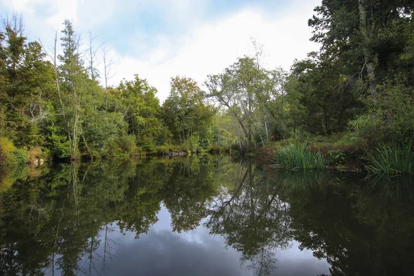 Hermosa Vista Del Río Bosque — Foto de Stock