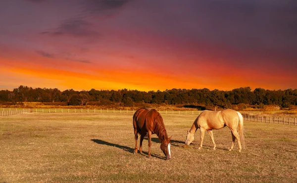 Gorgeous Colorful Sunset Over Horses In Field Grazing