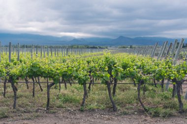 İsrail eyaletinin kırsal kesimindeki üzüm bağları.