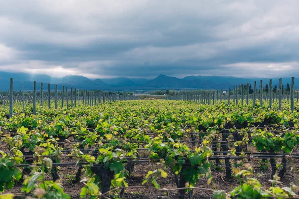 Viñedo Las Montañas —  Fotos de Stock