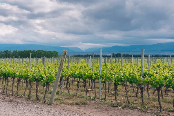 Vinha Região Chianti Itália — Fotografia de Stock