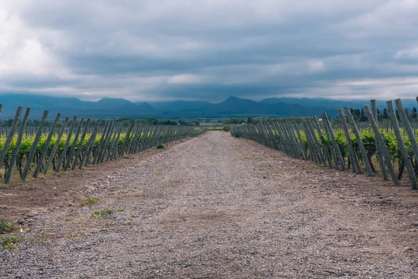 Vigneto Campagna — Foto Stock