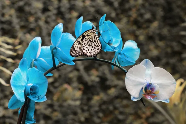 Bellezza Nella Natura Farfalla Una Bella Orchidea Blu — Foto Stock